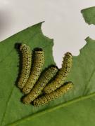 Přírodopisný projekt – od vajíček k motýlům